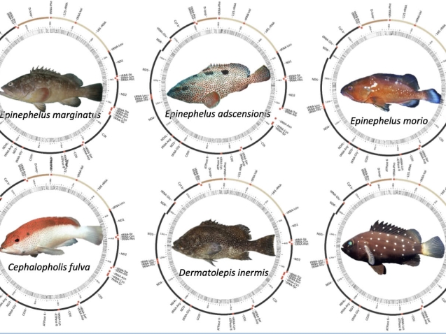 Mitogenomas completos de Serranídeos obtidos com a técnica de enriquecimento com sondas de RNA.