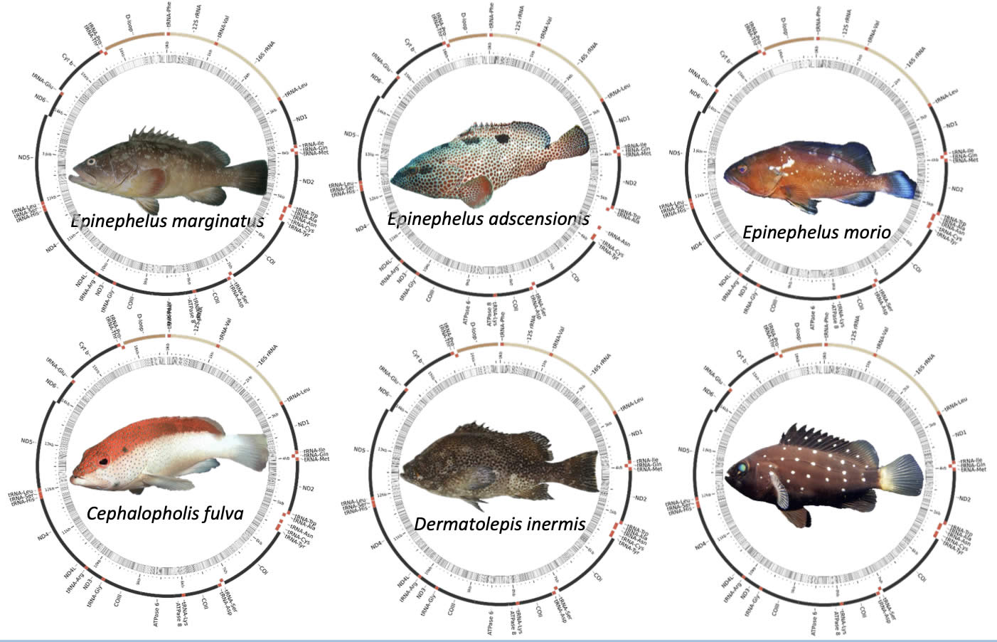 Mitogenomas completos de Serranídeos obtidos com a técnica de enriquecimento com sondas de RNA.